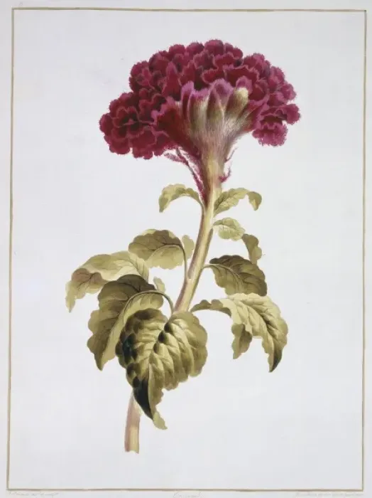 Framed Print : Folio 70 from A Collection of Flowers by John Edwards Framed Print : Folio 70 from A Collection of Flowers by John Edwards