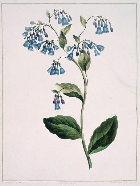 Folio 71 from A Collection of Flowers by John Edwards