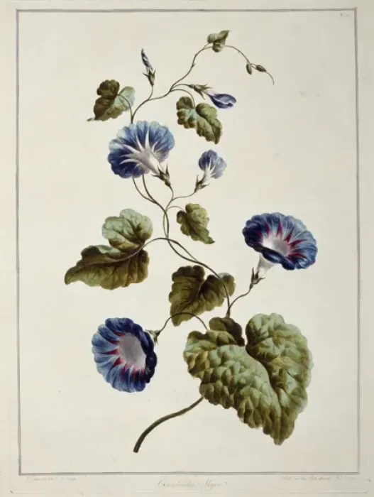 Framed Print : Folio 9 from A Collection of Flowers by John Edwards Framed Print : Folio 9 from A Collection of Flowers by John Edwards