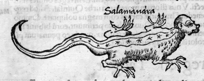 Framed Print : FOLKLORE / SALAMANDER Framed Print : FOLKLORE / SALAMANDER