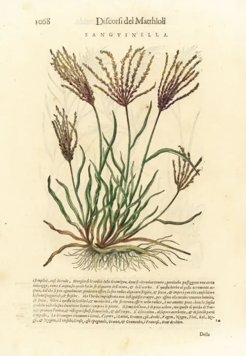 Framed Print : Fonio grass, Digitaria sanguinalis Framed Print : Fonio grass, Digitaria sanguinalis