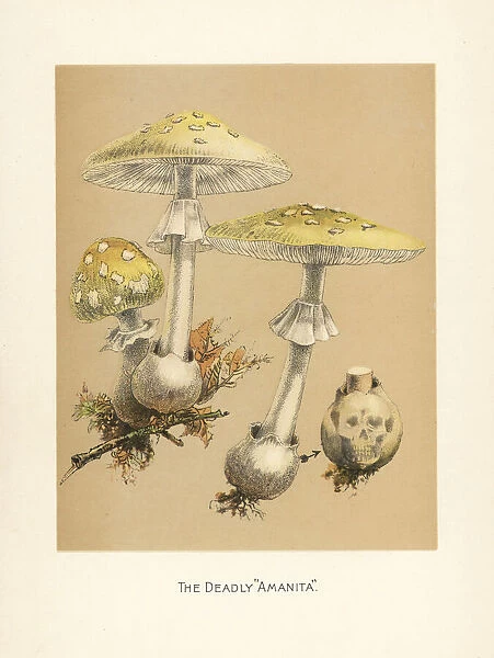 Fools mushroom, Amanita verna
