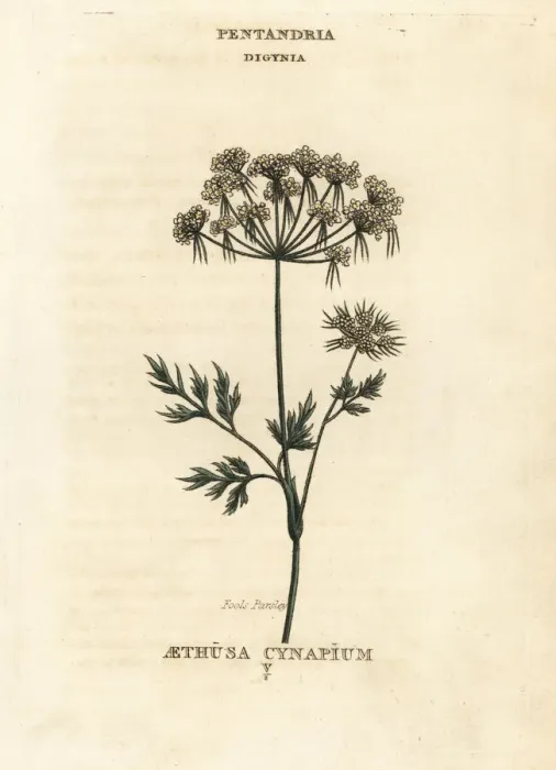 Framed Print : Fools parsley, Aethusa cynapium Framed Print : Fools parsley, Aethusa cynapium
