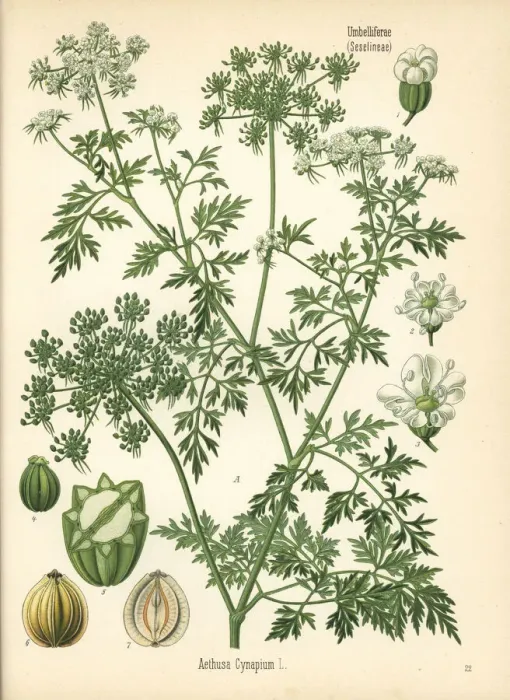 Framed Print : Fools parsley, Aethusa cynapium