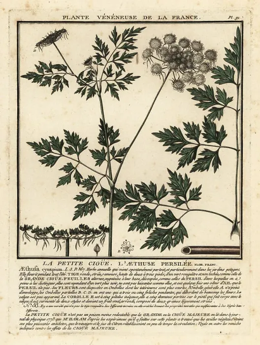 Framed Print : Fool's parsley, Aethusa cynapium Framed Print : Fool's parsley, Aethusa cynapium