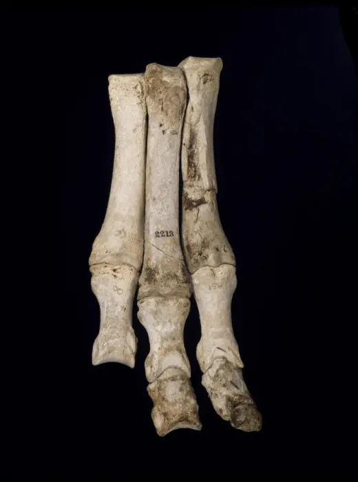 Framed Print : Foot of Macrauchenia patachonica Framed Print : Foot of Macrauchenia patachonica