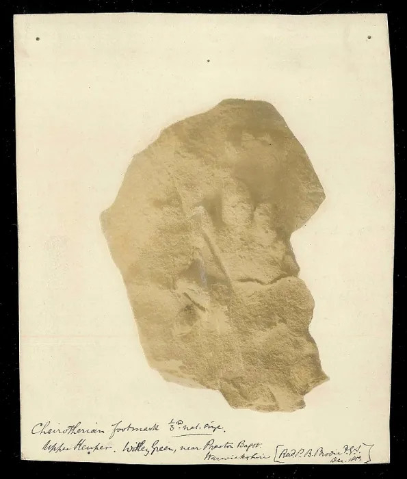 Framed Print : Footprint of a Chierotherium Framed Print : Footprint of a Chierotherium
