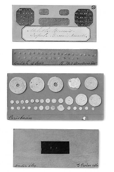 Foraminifera. Part of the display of foraminifera from The Great Exhibition of 1851