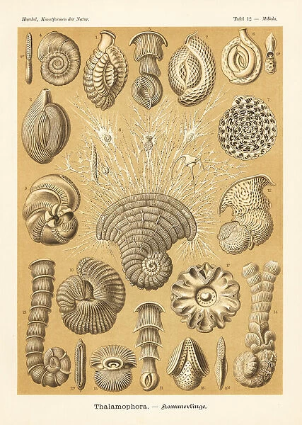 Foraminifera, marine creeping protozoa