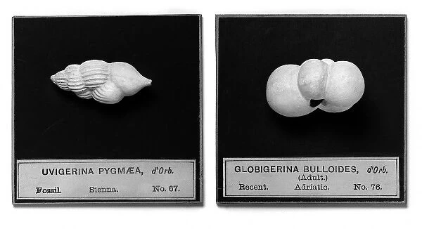 Foraminifera models