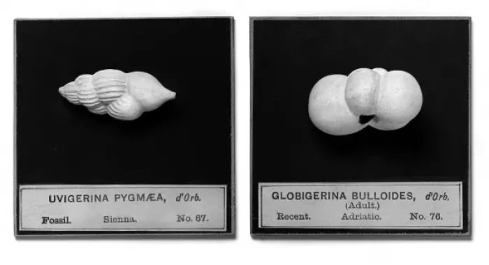 Framed Print : Foraminifera models Framed Print : Foraminifera models