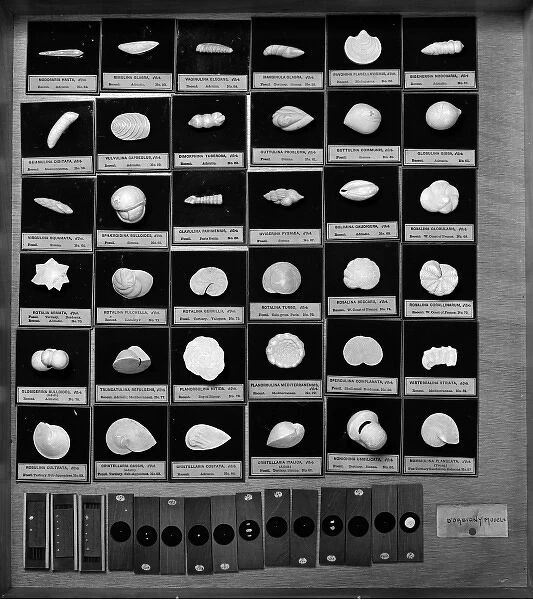 Foraminifera models. One drawer containing some of d Orbigny models