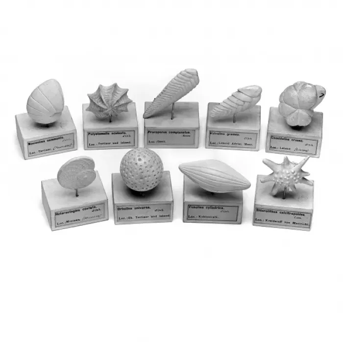 Framed Print : Foraminifera models Framed Print : Foraminifera models