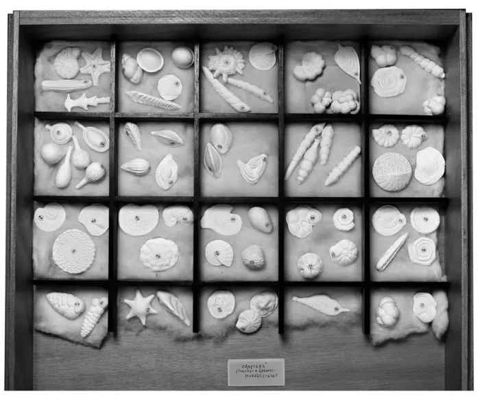 Framed Print : Foraminifera models Framed Print : Foraminifera models