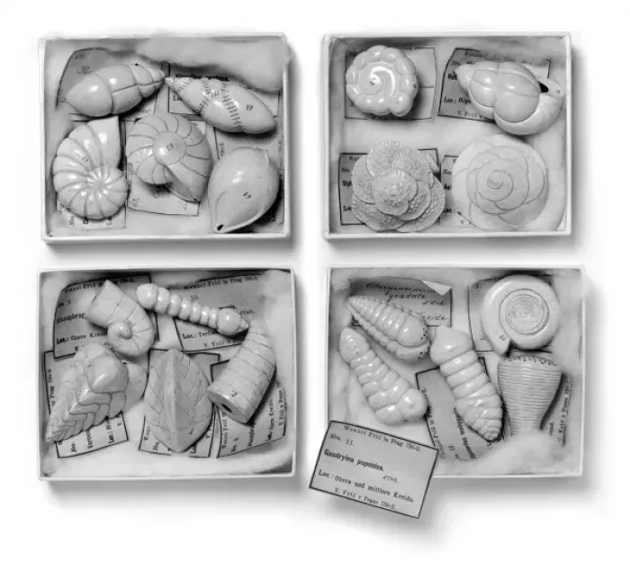 Framed Print : Foraminifera models Framed Print : Foraminifera models