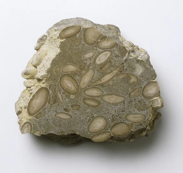 Foraminiferal limestone