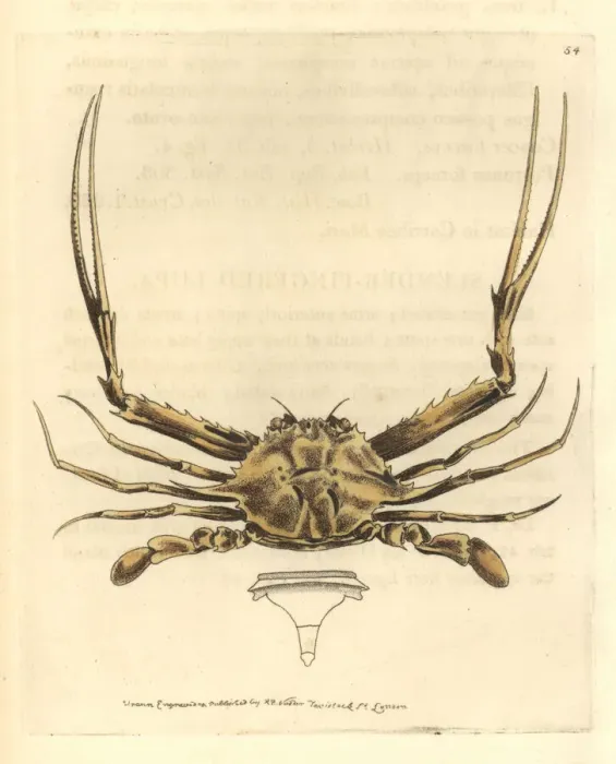 Framed Print : Forceps crab, Lupella forceps Framed Print : Forceps crab, Lupella forceps