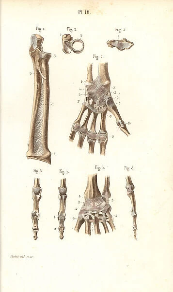 Forearm, wrist and finger bones