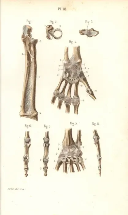 Framed Print : Forearm, wrist and finger bones Framed Print : Forearm, wrist and finger bones