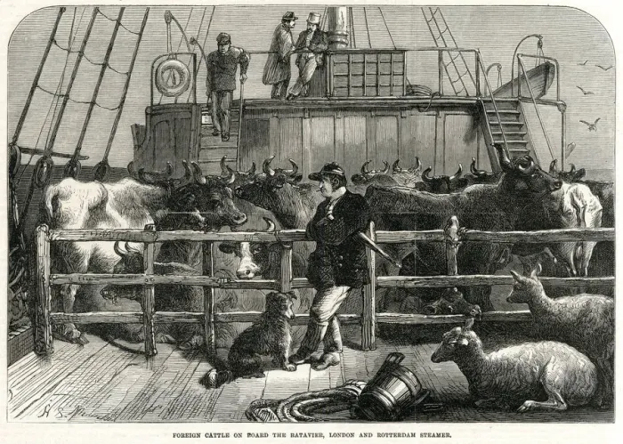 Framed Print : Foreign cattle on board the Batavier 1865 Framed Print : Foreign cattle on board the Batavier 1865