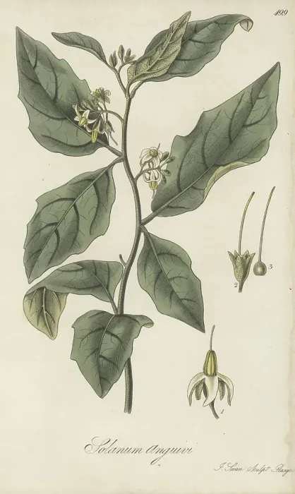 Framed Print : Forest bitterberry or African eggplant, Solanum anguivi Framed Print : Forest bitterberry or African eggplant, Solanum anguivi