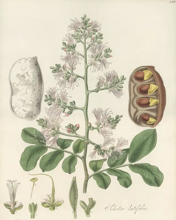 Framed Print : Forest boer-bean, Schotia latifolia Framed Print : Forest boer-bean, Schotia latifolia