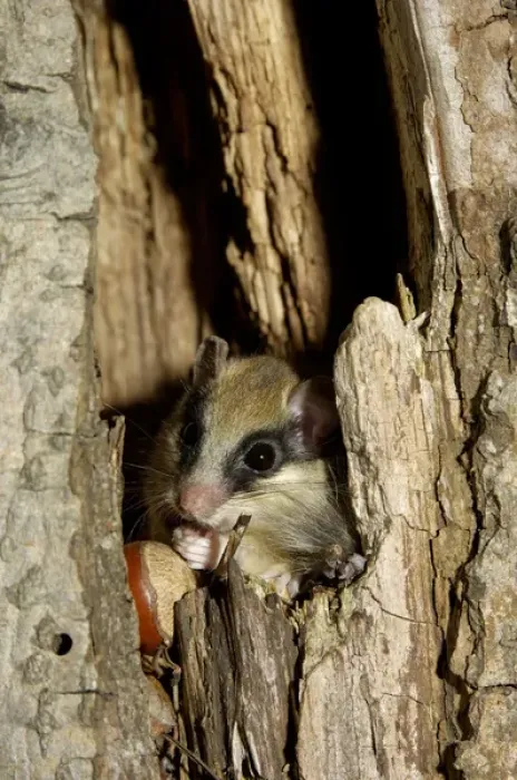 Framed Print : Forest dormouse, adult Framed Print : Forest dormouse, adult