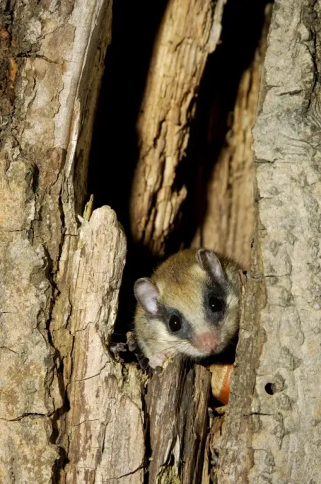 Framed Print : Forest dormouse, adult Framed Print : Forest dormouse, adult