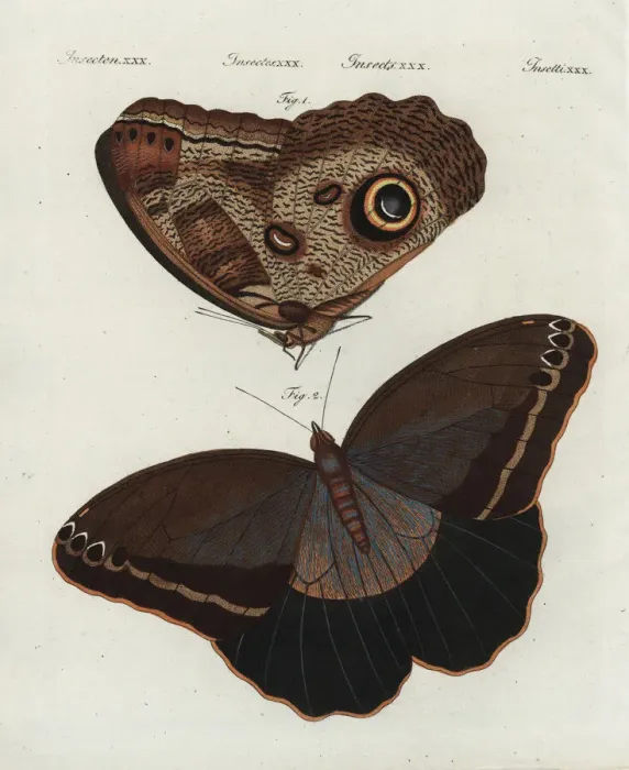 Framed Print : Forest giant owl butterfly, Caligo eurilochus Framed Print : Forest giant owl butterfly, Caligo eurilochus