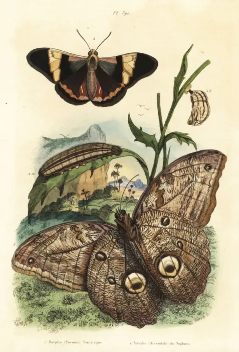 Framed Print : Forest giant owl butterfly, Caligo eurilochus Framed Print : Forest giant owl butterfly, Caligo eurilochus