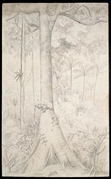 Forest giant sketched near Para