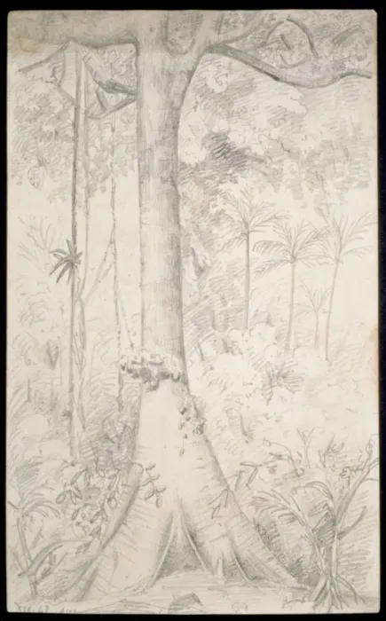 Framed Print : Forest giant sketched near Para Framed Print : Forest giant sketched near Para