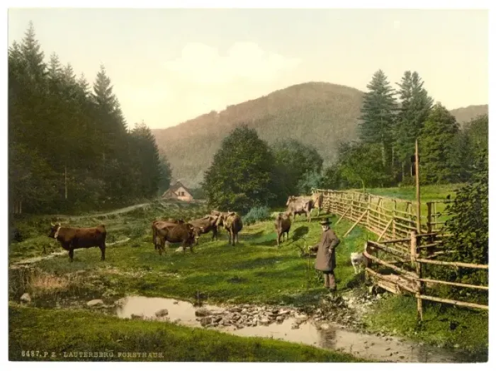 Framed Print : Forest House, Lauterberg (i. e. Bad Lauterberg im Harz), Hart Framed Print : Forest House, Lauterberg (i. e. Bad Lauterberg im Harz), Hart
