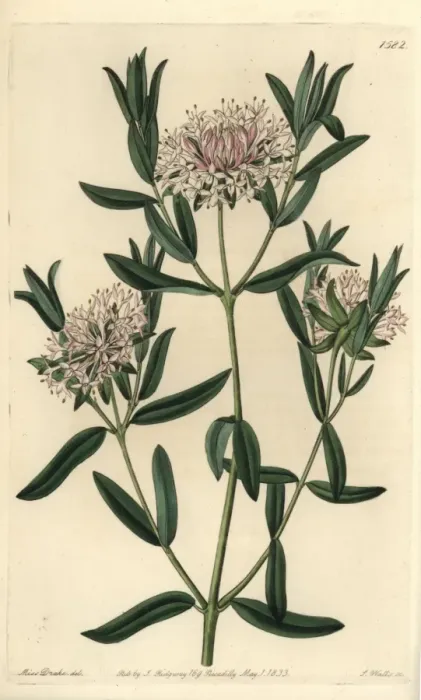 Framed Print : Forest riceflower, Pimelea sylvestris Framed Print : Forest riceflower, Pimelea sylvestris