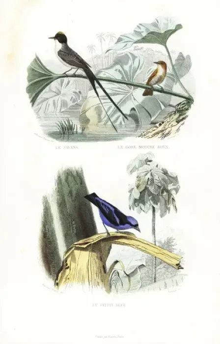 Framed Print : Fork-tailed flycatcher, rufous flycatcher-thrush Framed Print : Fork-tailed flycatcher, rufous flycatcher-thrush