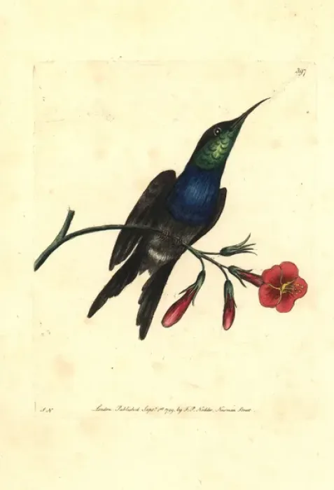 Framed Print : Fork-tailed woodnymph hummingbird, Thalurania furcata Framed Print : Fork-tailed woodnymph hummingbird, Thalurania furcata