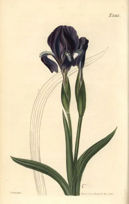 Framed Print : Forked iris, Iris furcata Framed Print : Forked iris, Iris furcata