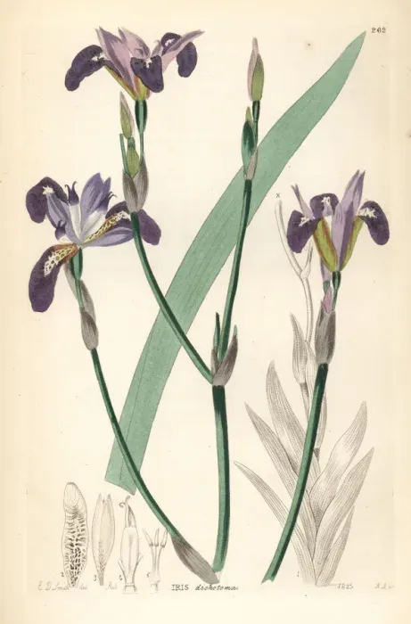 Framed Print : Forked-petaled flower de luce, Iris dichotoma Framed Print : Forked-petaled flower de luce, Iris dichotoma