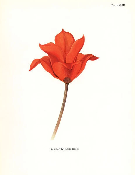 Form of the maculate tulip, Tulipa greigii