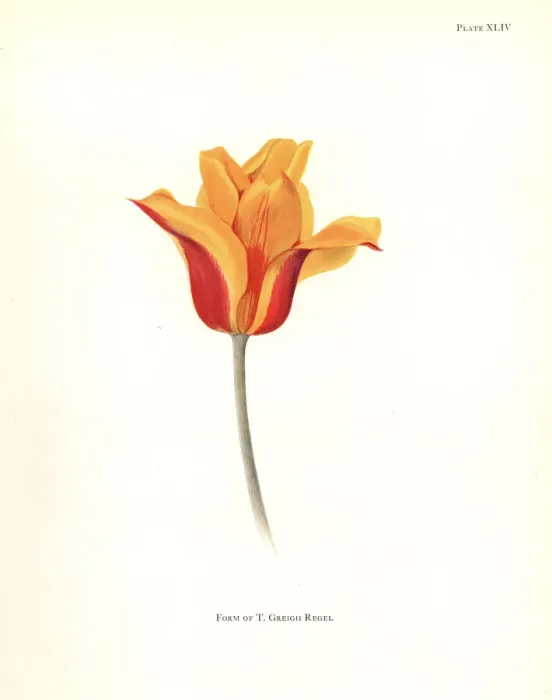 Framed Print : Form of Tulipa greigii Framed Print : Form of Tulipa greigii