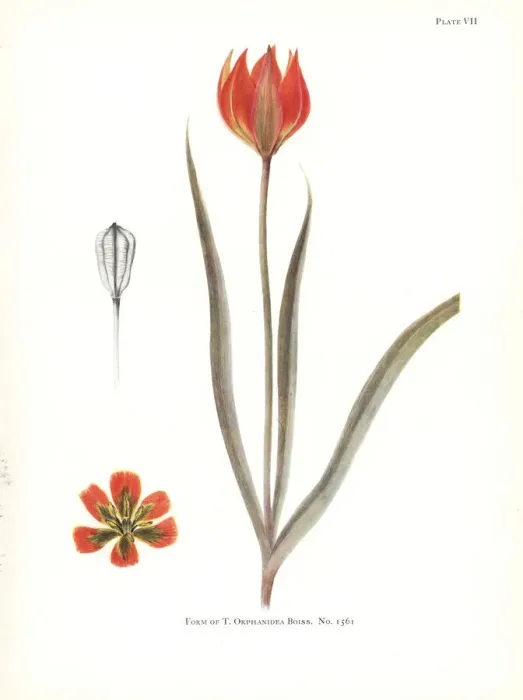Framed Print : Form of Tulipa orphanidea No. 1561 Framed Print : Form of Tulipa orphanidea No. 1561