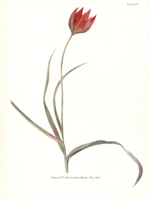 Framed Print : Form of Tulipa orphanidea No. 1610 Framed Print : Form of Tulipa orphanidea No. 1610