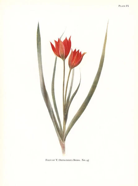 Form of Tulipa orphanidea No. 45