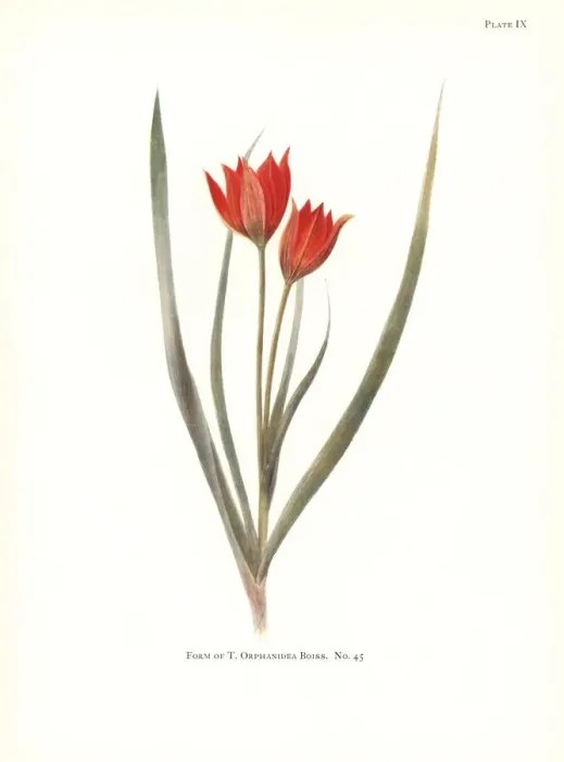 Framed Print : Form of Tulipa orphanidea No. 45 Framed Print : Form of Tulipa orphanidea No. 45