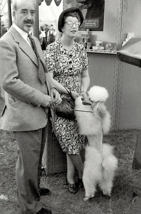 Framed Print : Formally dressed couple with their fancy poodle taking a break at dog show in northern England Framed Print : Formally dressed couple with their fancy poodle taking a break at dog show in northern England