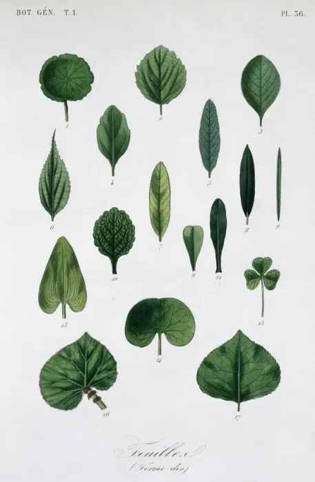 Framed Print : Forme Des Feuilles Framed Print : Forme Des Feuilles