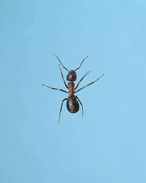 Formica rufa, wood ant