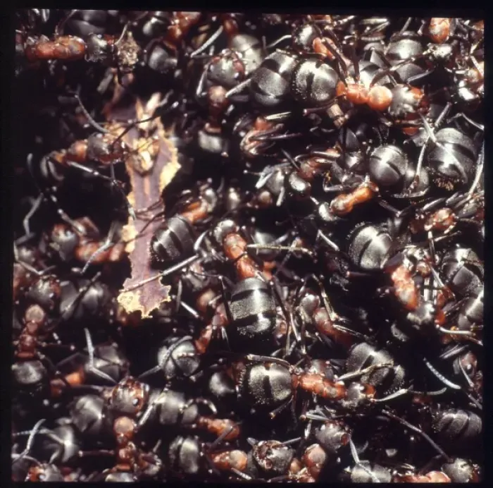 Framed Print : Formica rufa, wood ants Framed Print : Formica rufa, wood ants