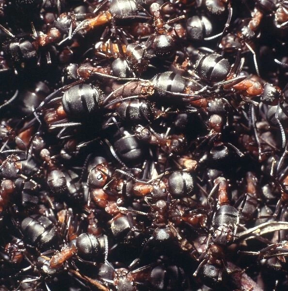 Formica rufa, wood ants