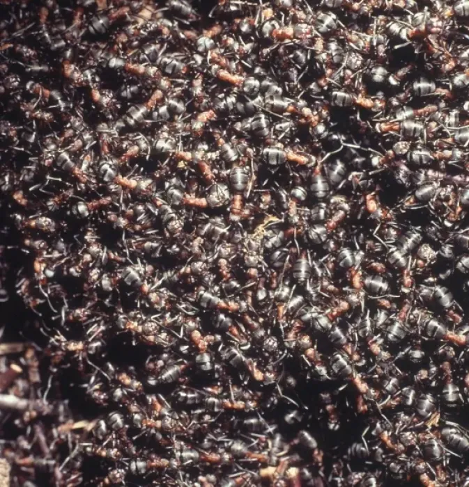 Framed Print : Formica rufa, wood ants Framed Print : Formica rufa, wood ants